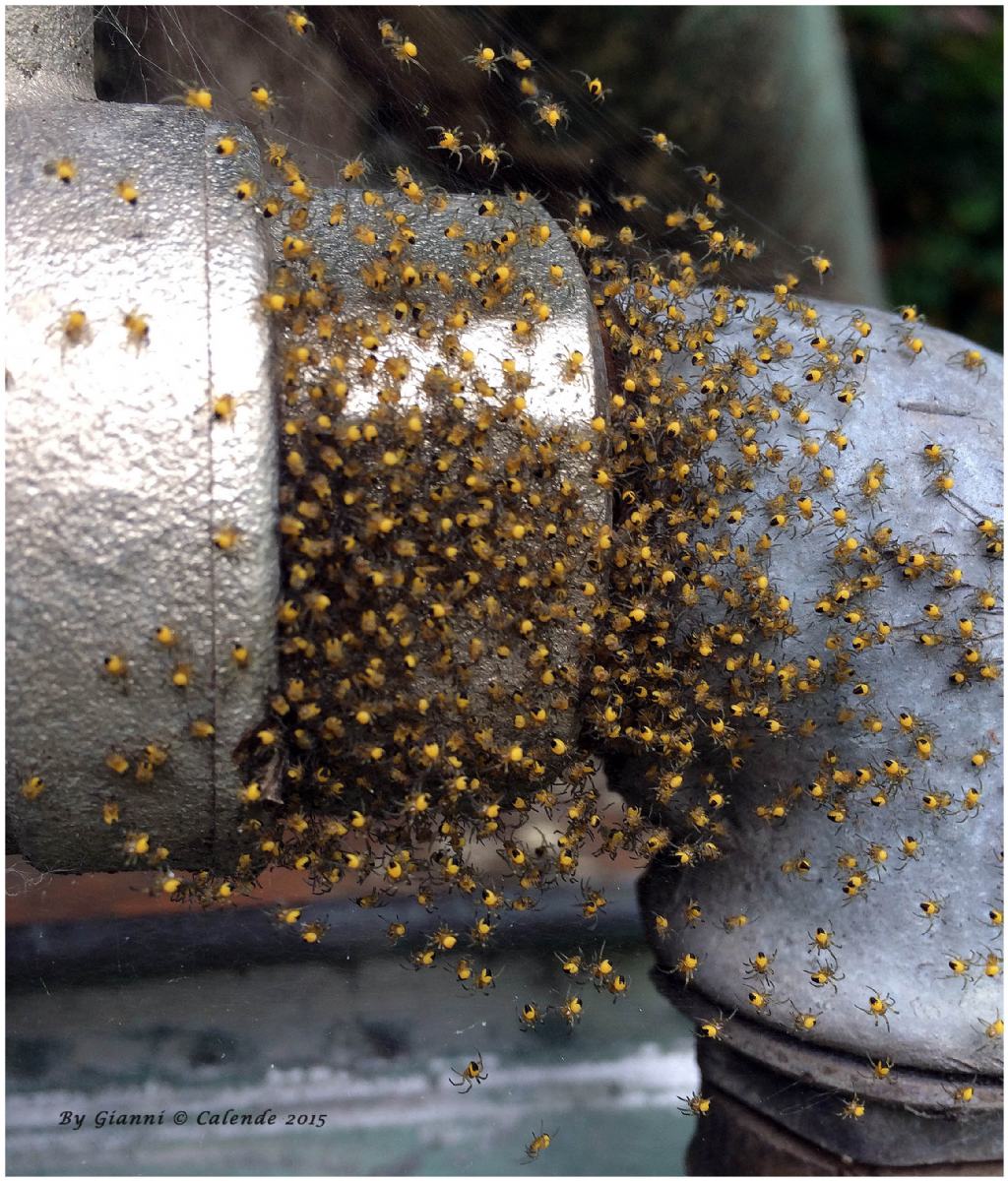 Araneus sp. neonati - Tirano (SO)